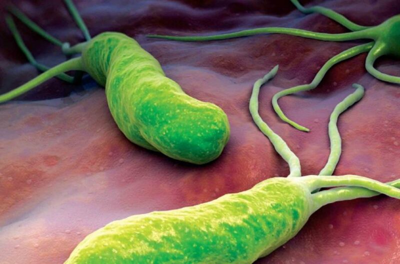 Vi khuẩn HP trên bề mặt niêm mạc dạ dày 