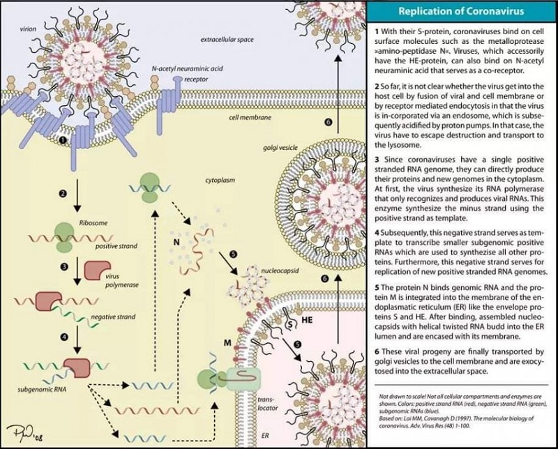 Cấu trúc virus corona