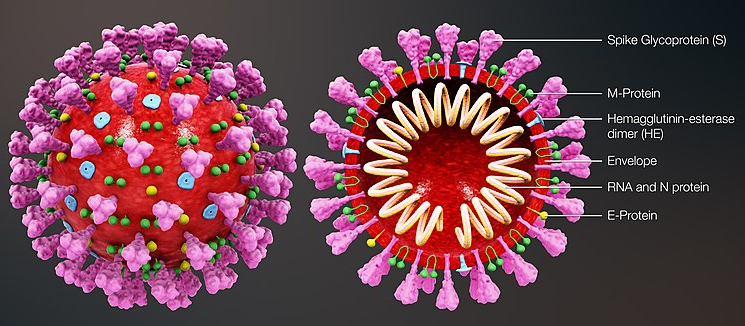 Sơ đồ cấu trúc phân tử của virus corona 19: các protein bề mặt (spike glycoprotein) làm cho virus có hình dáng một chiếc vương miện (corona)