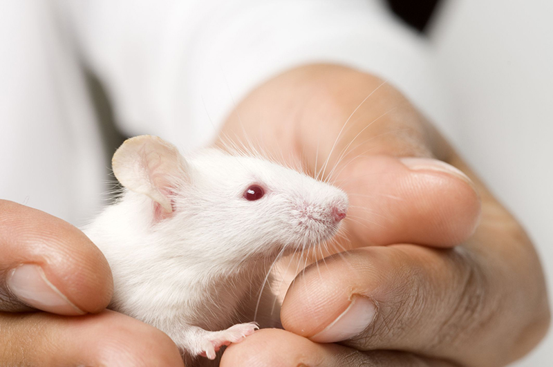 Đối tượng nuôi chuột cảnh, thường xuyên dọn phân, tiếp xúc với các chất thải của chuột có nguy cơ nhiễm virus Hanta