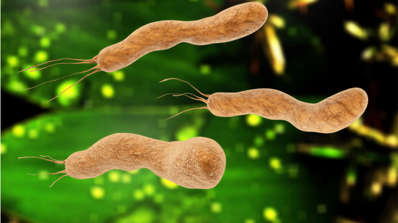 Hình ảnh vi khuẩn Helicobacter pylori 