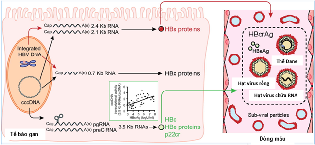 Hình 1. Sự sinh tổng hợp HBcrAg từ các RNA 3,5 Kb, sản phẩm của sự sao chép của HBV cccDNA trong tế bào gan bị nhiễm HBV (Testoni B, 2019 [10])