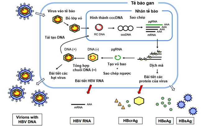 Hình 1. Sự sinh tổng hợp HBV pgRNA từ các RNA 3,5 Kb, sản phẩm của sự phiên mã của HBV cccDNA trong tế bào gan bị nhiễm HBV (Nguồn: Ganem D, et al. N Engl J Med 2004; 350 (11): 1118-1129).