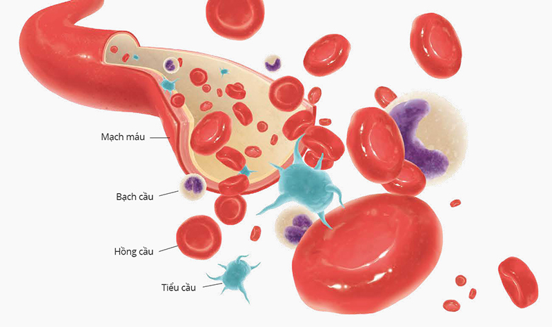 Thành phần mạch máu và tìm hiểu nguyên nhân giảm tiểu cầu