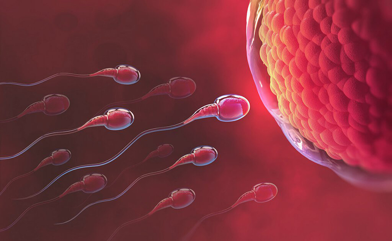 Quá trình thụ thai diễn ra khi tinh trùng người bố gặp trứng người mẹ