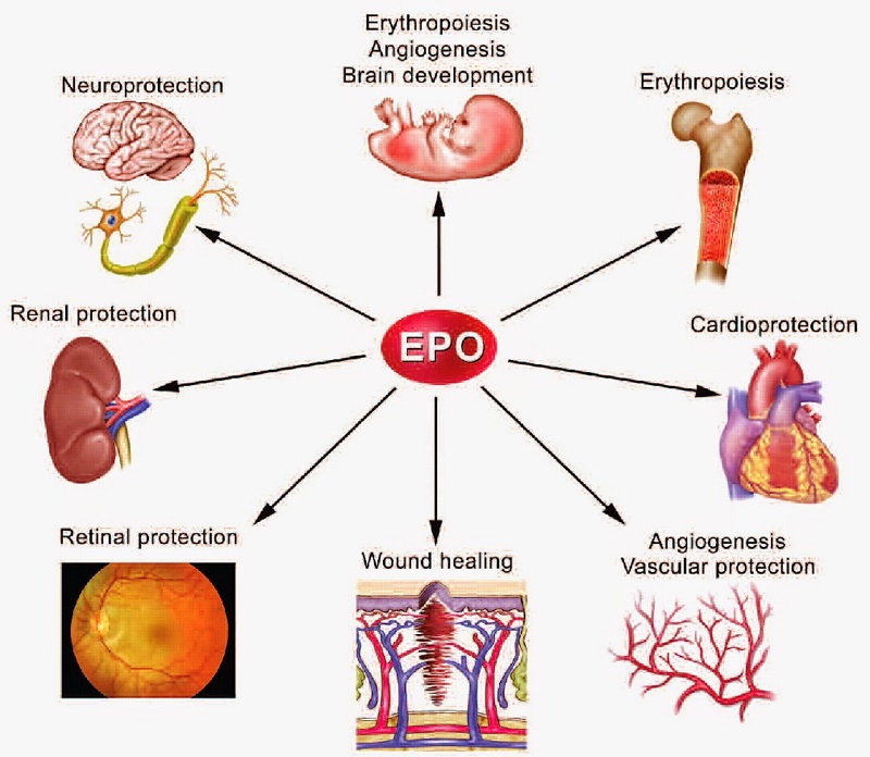 Hình 2: Vai trò của EPO đối với cơ thể
