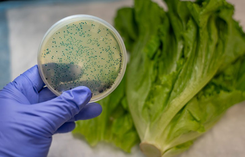 Vi khuẩn thường ẩn nấp trong các loại thực phẩm nhiễm bẩn