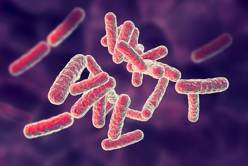  Bệnh thường do các vi khuẩn Gram (-) gây ra như E.coli, Pseudomonas