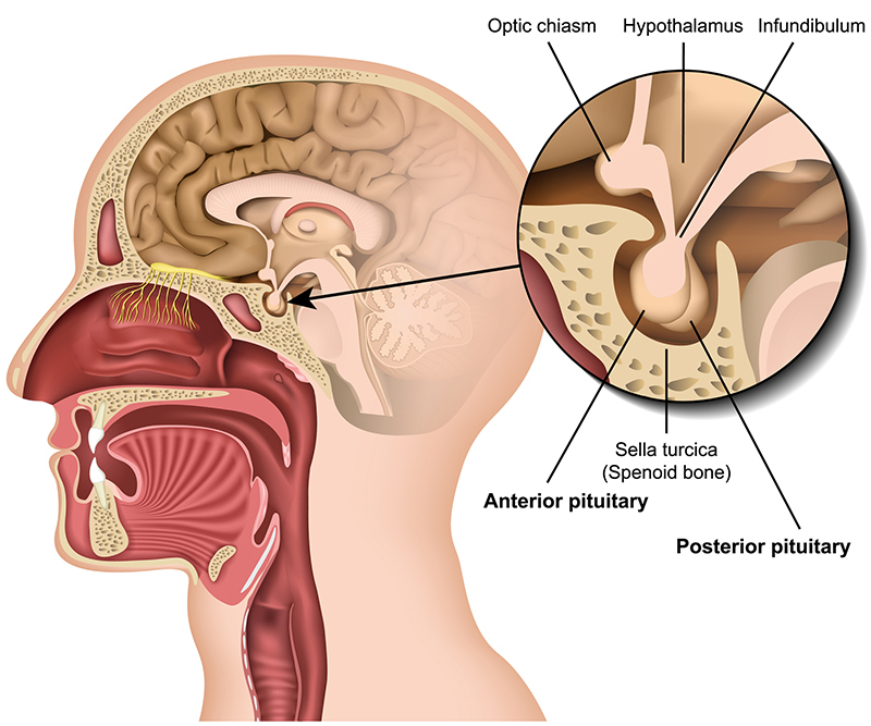 Vị trí của tuyến yên trong não bộ