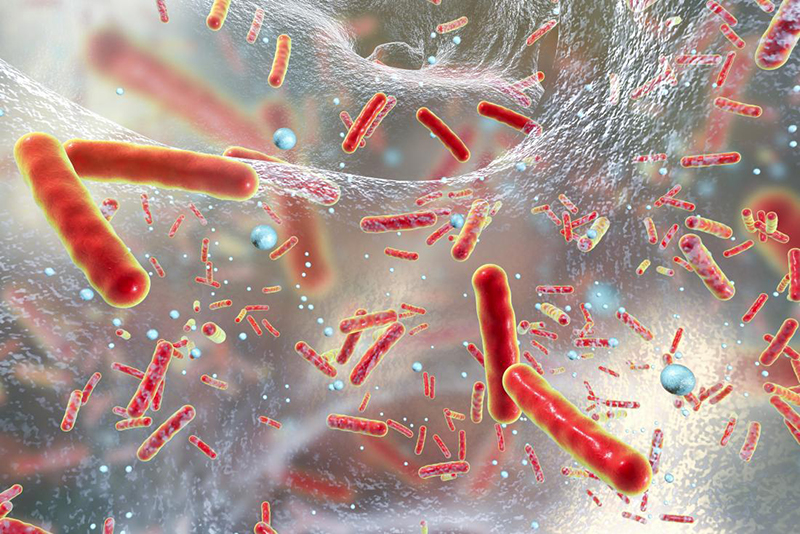 Minh họa khi kháng sinh xâm nhập và phá hủy màng tế bào vi khuẩn