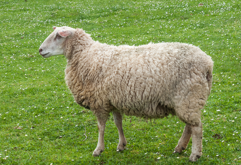 Tế bào gốc trong thẩm mỹ da liễu có thể được lấy từ nhau thai cừu