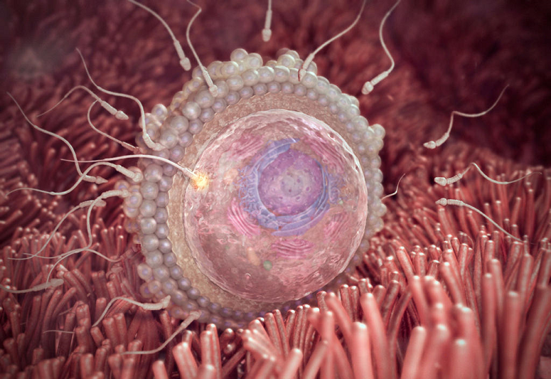 Tế bào gốc là gì nó có thể được lấy từ phôi thai