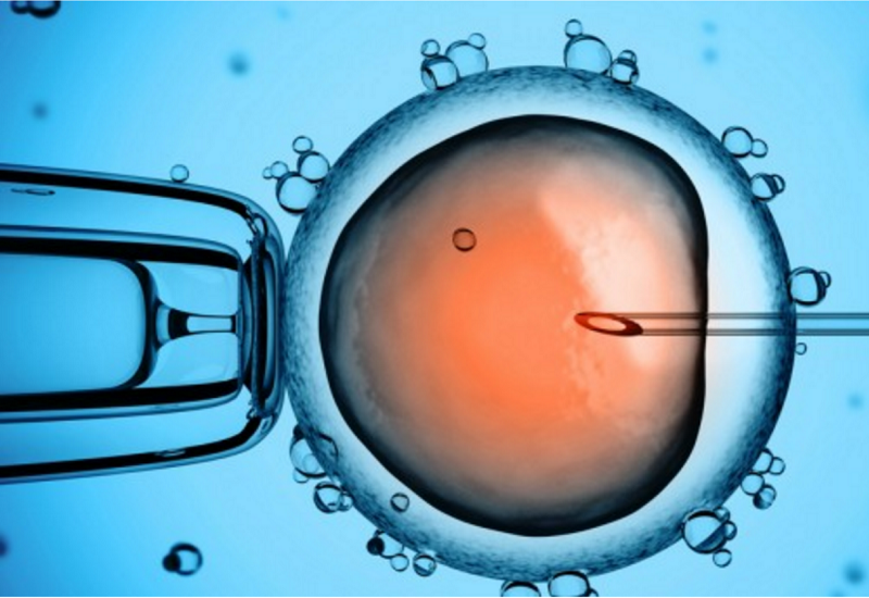 Phôi thai để lấy tế bào gốc có thể được tạo trong phòng thí nghiệm