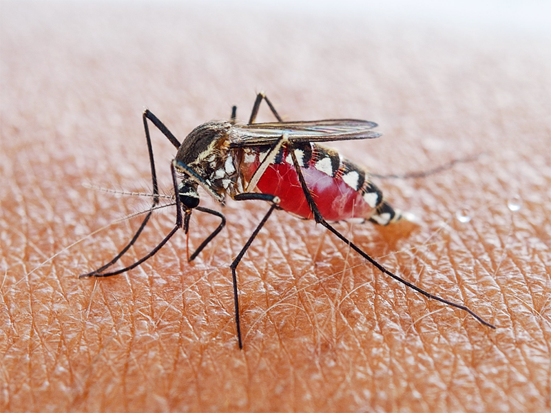 Sốt xuất huyết là bệnh truyền nhiễm cấp tính do virus Dengue gây ra