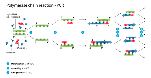 ý nghĩa của chất ức chế PCR