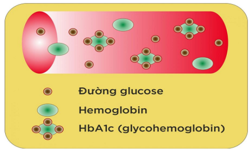 HbA1c là một trong những thành phần quan trọng cấu tạo nên hồng cầu của máu