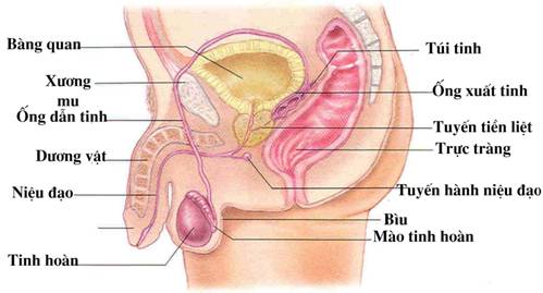 Khám phụ khoa nam là khám bộ phận sinh dục nam để phát hiện những dấu hiệu bất thường
