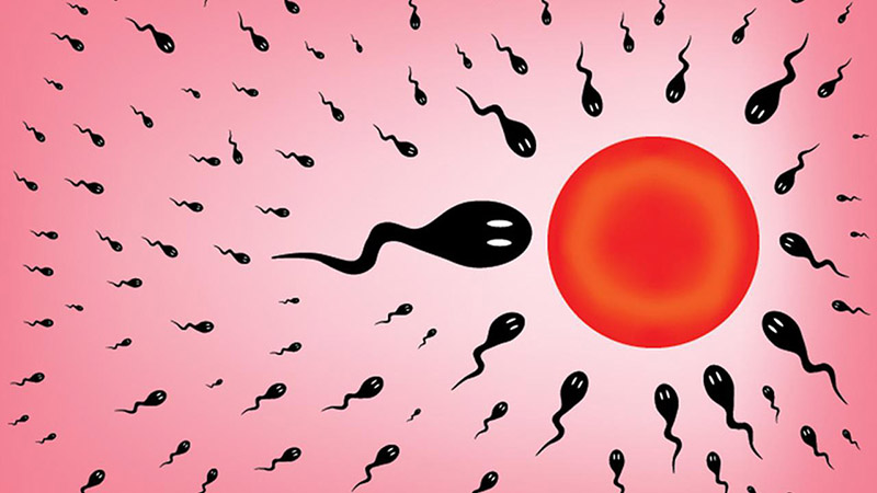 Có thể siêu âm canh trứng để tăng tỷ lệ thụ thai