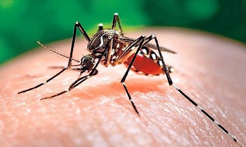 Sốt xuất huyết là bệnh truyền nhiễm do virus Dengue gây nên