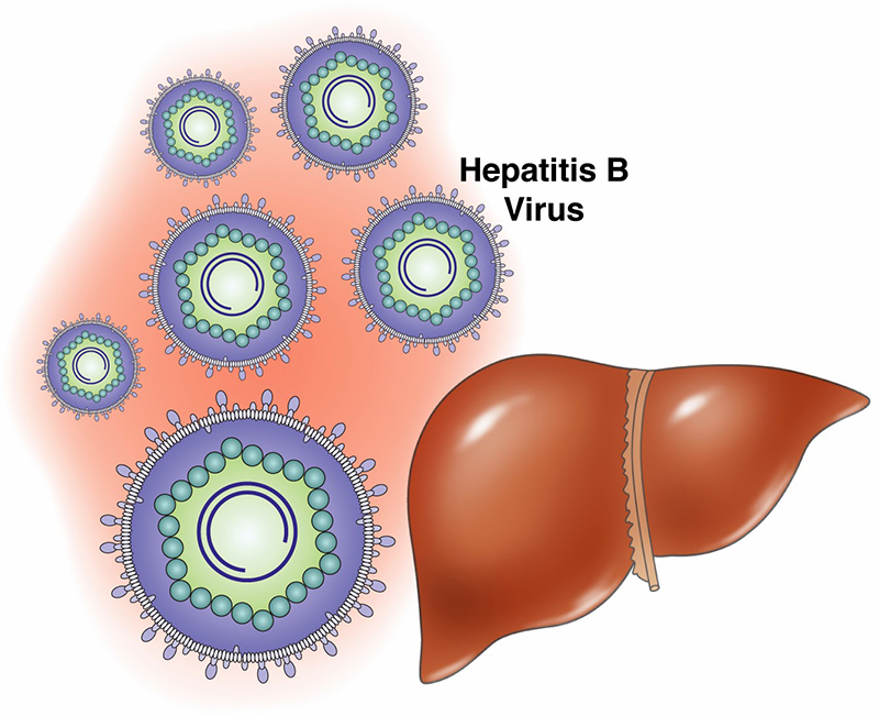 Hình ảnh minh họa virus viêm gan B
