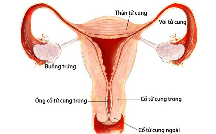 Cắt ngang cấu tạo cơ quan sinh sản nữ