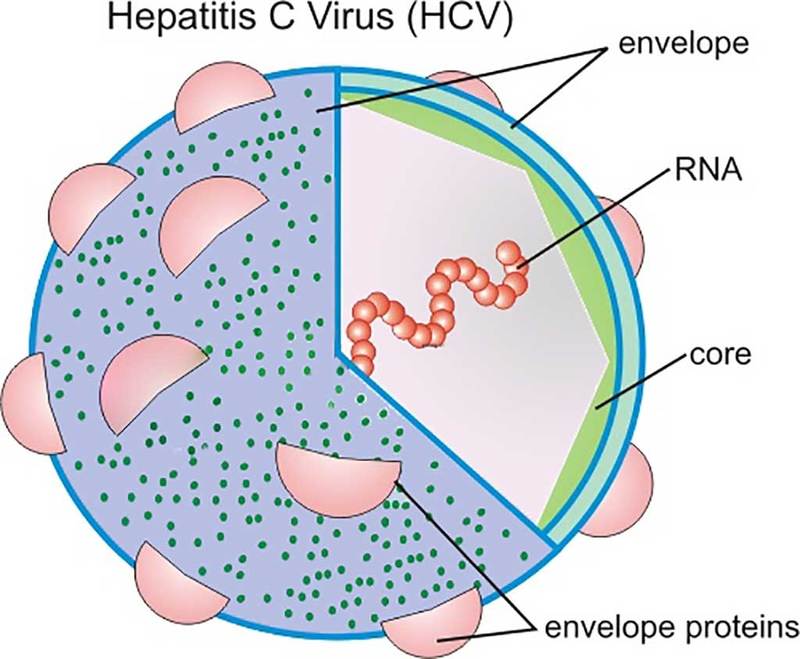 Virus viêm gan C là nguyên nhân gây bệnh