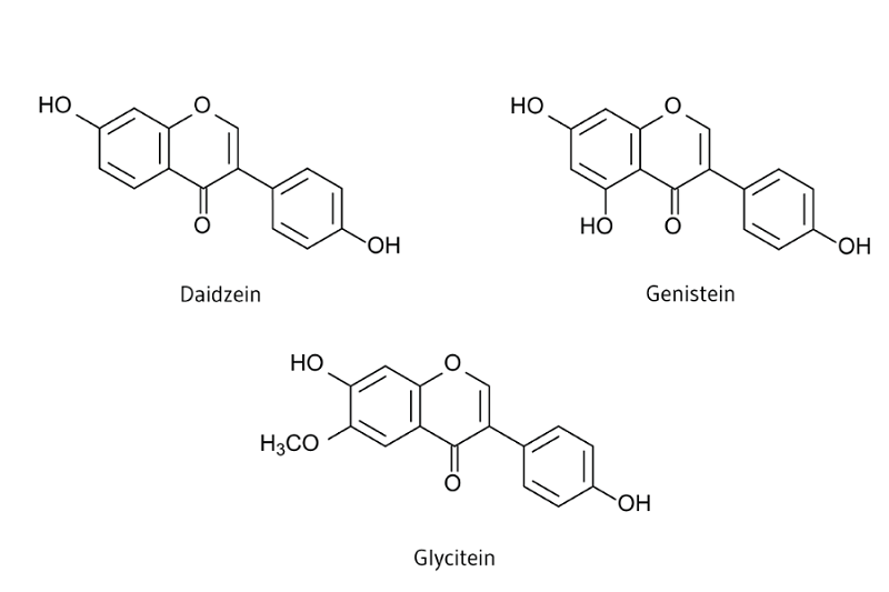Isoflavone trong đậu nành cấu trúc khá giống estrogen nên trở thành vấn đề tranh cãi uống sữa đậu nành có vô sinh không