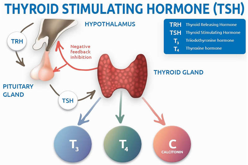 TSH hay còn gọi là hormone kích thích tuyến giáp