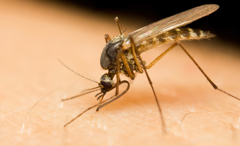 Muỗi là vật trung gian lây truyền bệnh viêm não Nhật Bản