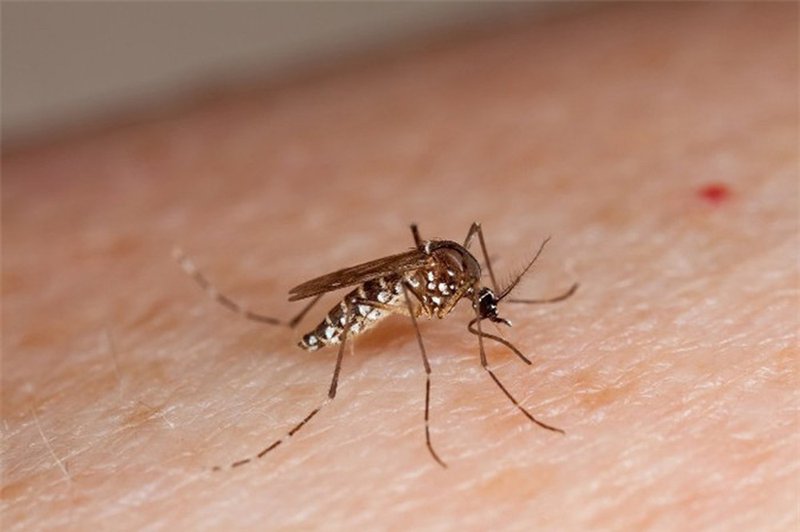 Sốt xuất huyết do virus Dengue gây ra, truyền qua đường chích đốt của muỗi vằn