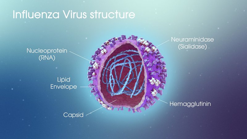Virus cúm A: Là loại phổ biến nhất, liên tục thay đổi và thường gây ra dịch lớn trên cả người và động vật, đặc biệt là các loại gia cầm