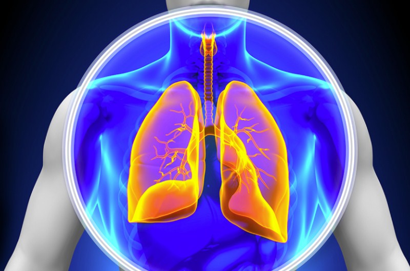 Hình ảnh minh họa cấu tạo màng phổi