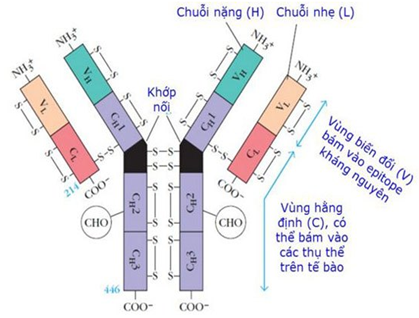 Cấu trúc phân tử của một kháng thể (nguồn: Dituyenhoc.com)