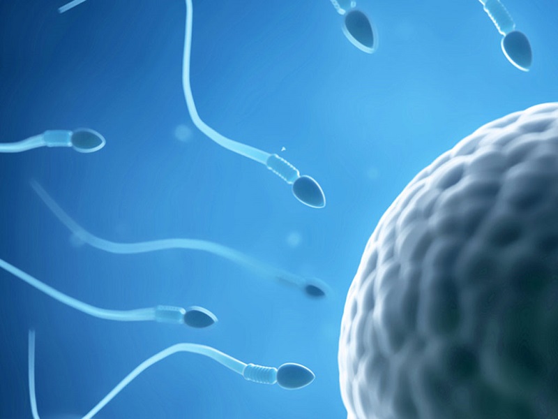 Chất lượng tinh trùng ảnh hưởng lớn tới khả năng thụ thai