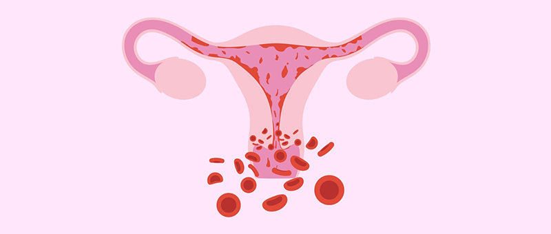 Khi trứng không được thụ thai và làm tổ, lớp nội niêm mạc sẽ bong ra và gây lên hiện tượng hành kinh