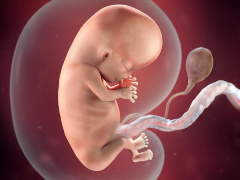 Vào tuần thai thứ 22, bé yêu phát triển nhanh chóng và dần hoàn thiện các cơ quan chức năng của cơ thể