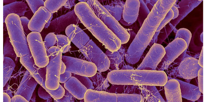 Hình 1: Vi khuẩn Bacteroides