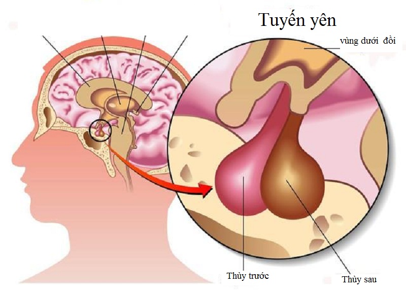 Hình 1: Hormon FSH được sản xuất ở thùy trước tuyến yên