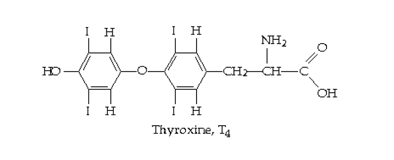 Hình 1: Cấu trúc phân tử thyroxin