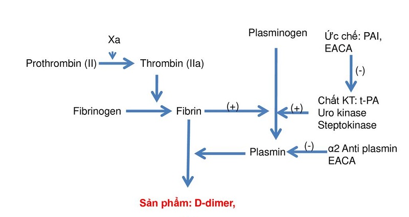 Hình 1: D - dimer là sản phẩm của quá trình thoái giáng Fibrin