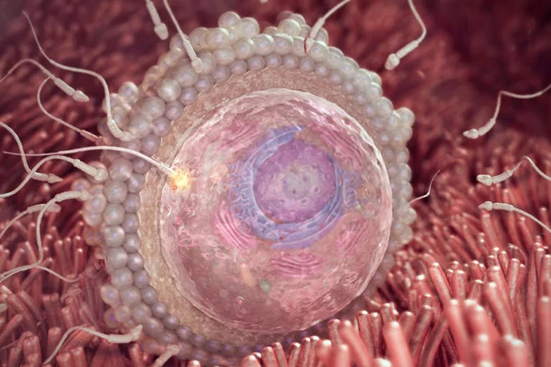 Tế bào trứng được thụ tinh trong vòng 24 giờ sau khi tinh trùng thâm nhập