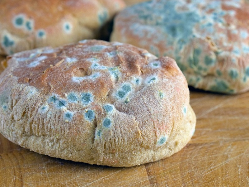 Bánh mì là thực phẩm dễ bị nấm mốc