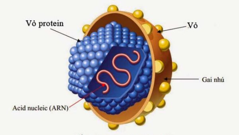 Hình 1: Virus HCV