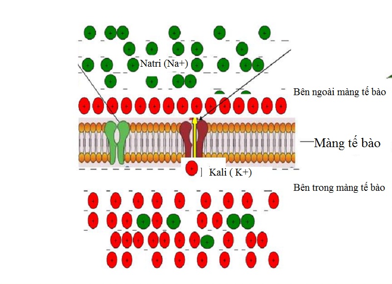 Hình 2: Các ion điện giải luôn được cân bằng giữa trong và ngoài màng tế bào