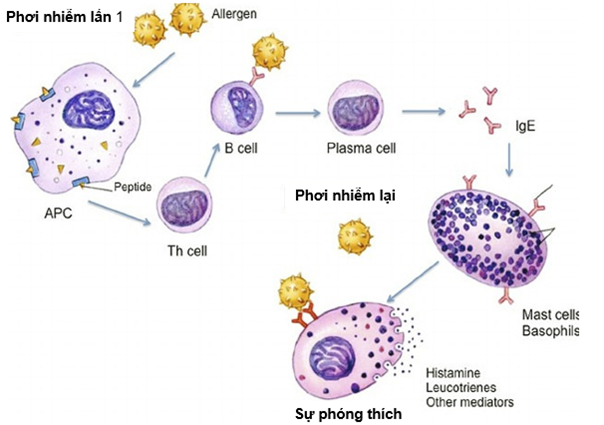 Hình 2. Cơ chế phản ứng quá mẫn loại I qua trung gian globulin miễn dịch E (IgE). APC (antigen-presenting cell): tế bào trình diện kháng nguyên; Th (T-helper cell): tế bào T giúp đỡ; mast cells: các dưỡng bào; basophils: các bạch cầu ái kiềm. Nguồn: Karki G, Microbiologist Kathmandu, via Online Biology Notes.