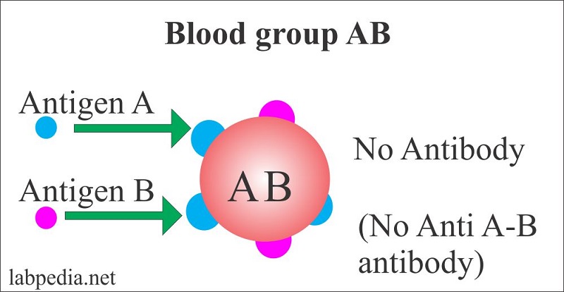 Nhóm máu AB