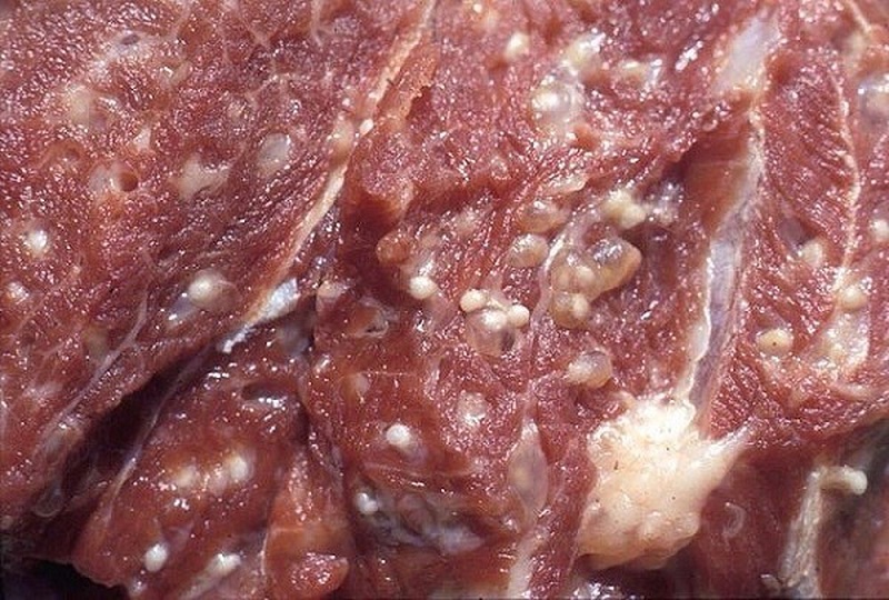 Hình ảnh những nang ấu trùng sán ký sinh ở khắp các bắp cơ của trâu/ bò, thường gọi là “Gạo bò” (Cysticercus bovis)