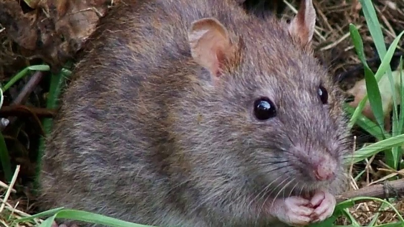 Hình 2: Chuột là nguồn lây của Leptospira.