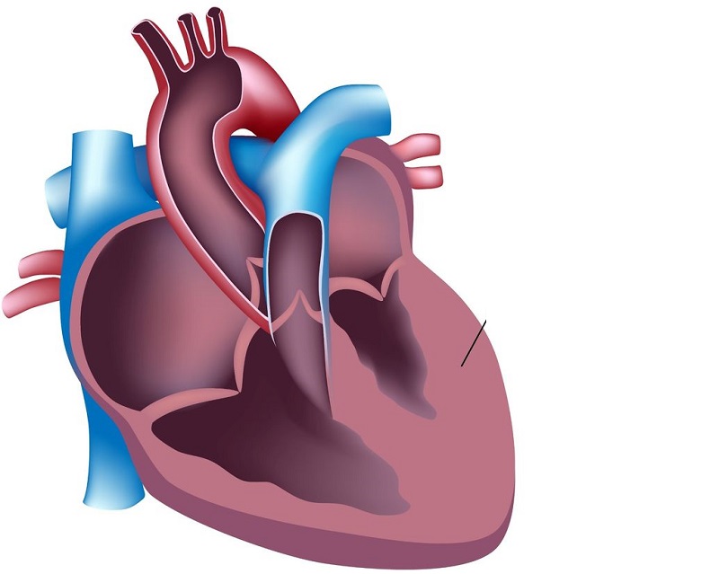CK được tìm thấy ở các cơ, chủ yếu ở cơ tim