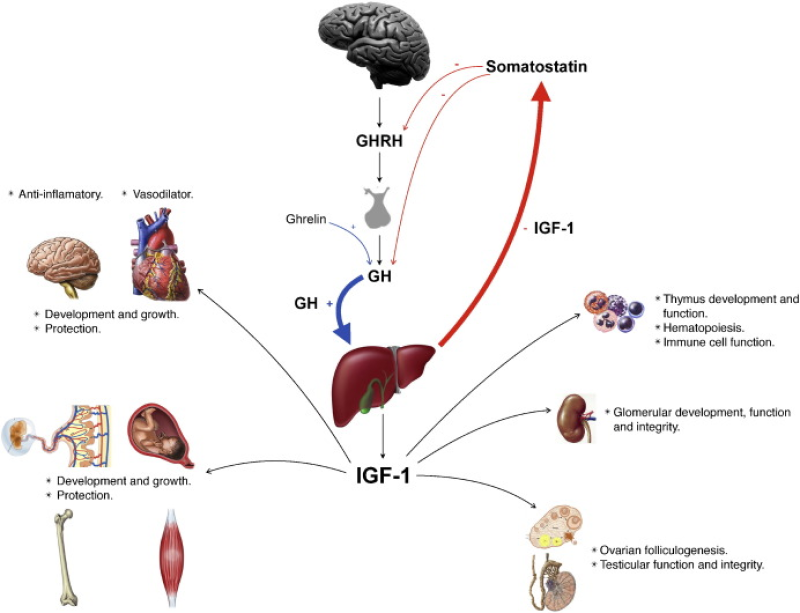 Vai trò của IGF-1 đối với các cơ quan trong cơ thể